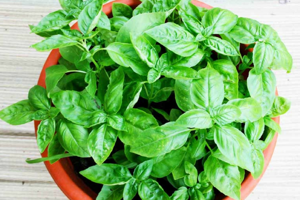 Potted Basil basilic